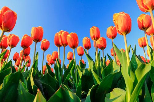 Oranje tulpen tegen een blauw lucht