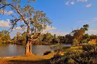 Vissers Paradis Eucalyptus