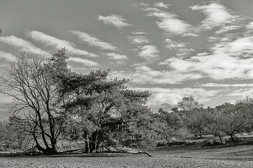 "La nature vue de manière achromatique&quot ;