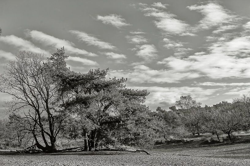 &quot;Nature seen achromatically&quot; by Wil Gulpen