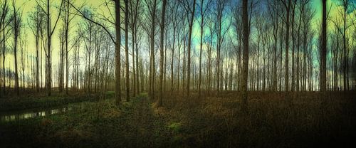 A Forrest