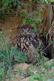 Uhu * Bubo bubo *,  wildlife sur wunderbare Erde