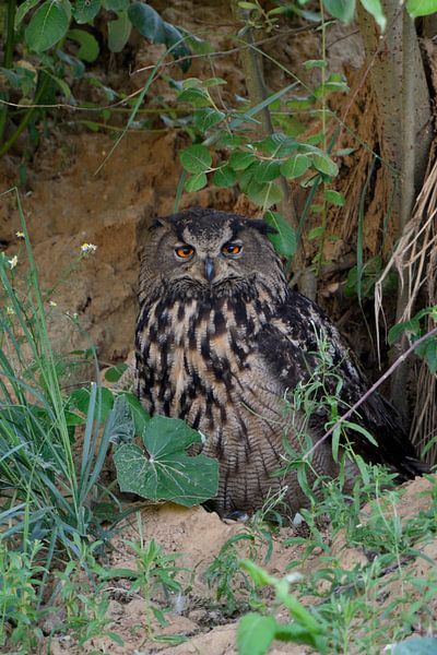Uhu * Bubo bubo *,  wildlife par wunderbare Erde