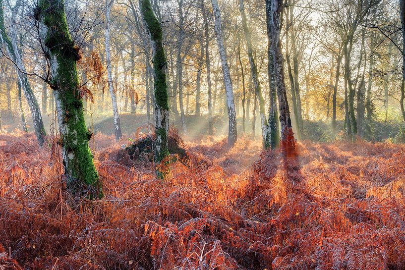 Berken en varens in de herfst by Dennis van de Water