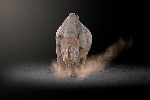 Puntlipneushoorn bij zonsopkomst tegen een gestileerde donkere achtergrond