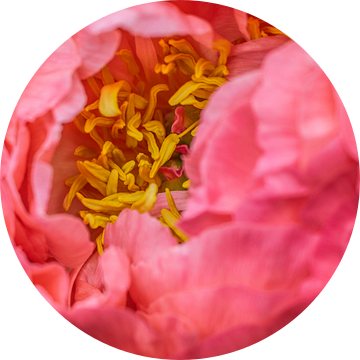 Meerjarige pioen - Paeonia officinalis van Mixed media vector arts