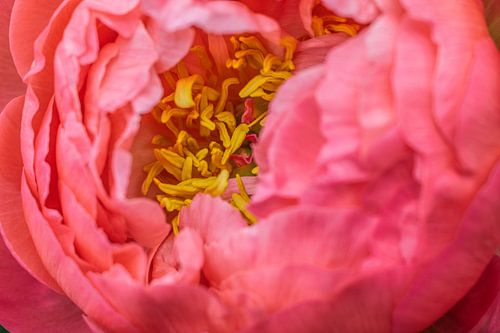 Meerjarige pioen - Paeonia officinalis
