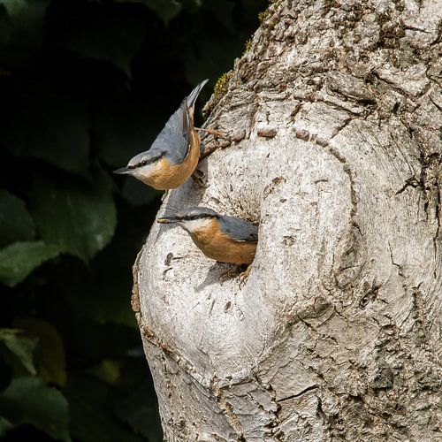 Tree shrinks by Klaartje Majoor