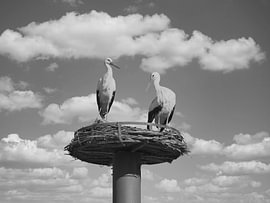 Twee ooievaars op het nest onder een wolkenlucht.