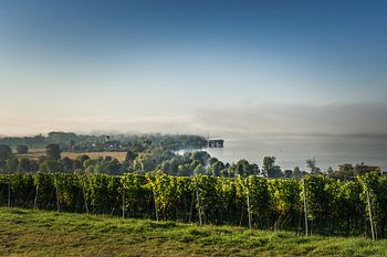 Lake Constance panorama with vineyard