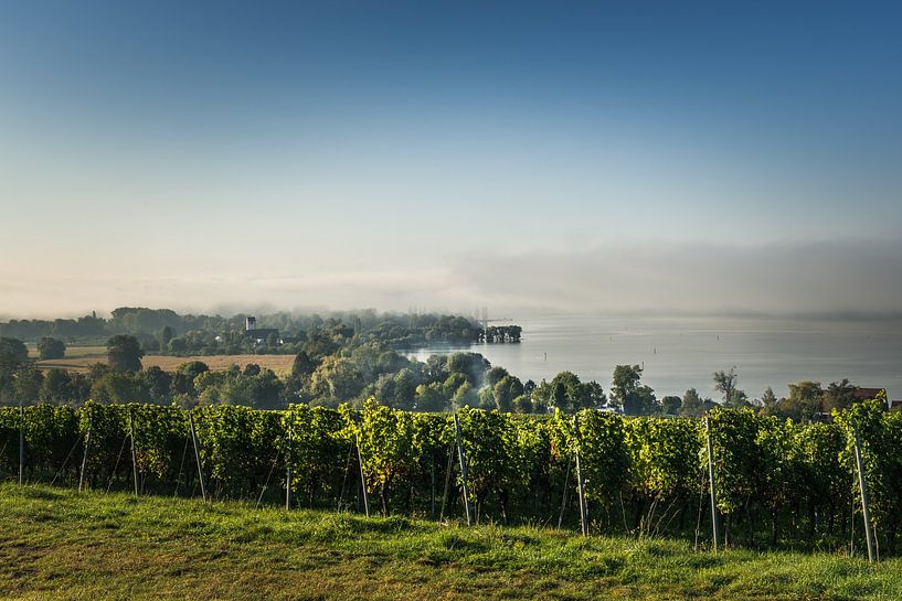 Panorama du lac de Constance avec vignoble par Conny Pokorny