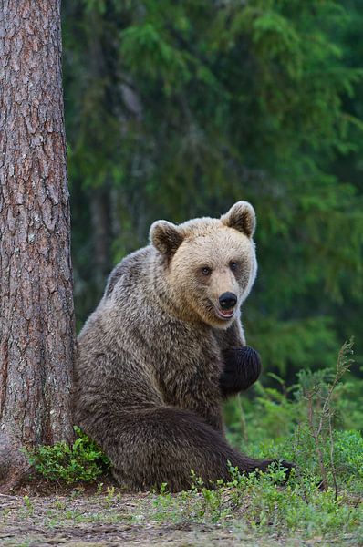 Qui moi ? (Ours Brun) par Harry Eggens