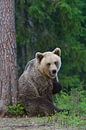 Who Me ?? (Brown Bear) by Harry Eggens thumbnail