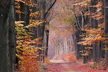 The fairy tale of the path in the autumn forest