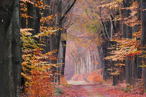 The fairy tale of the path in the autumn forest by Karla Leeftink