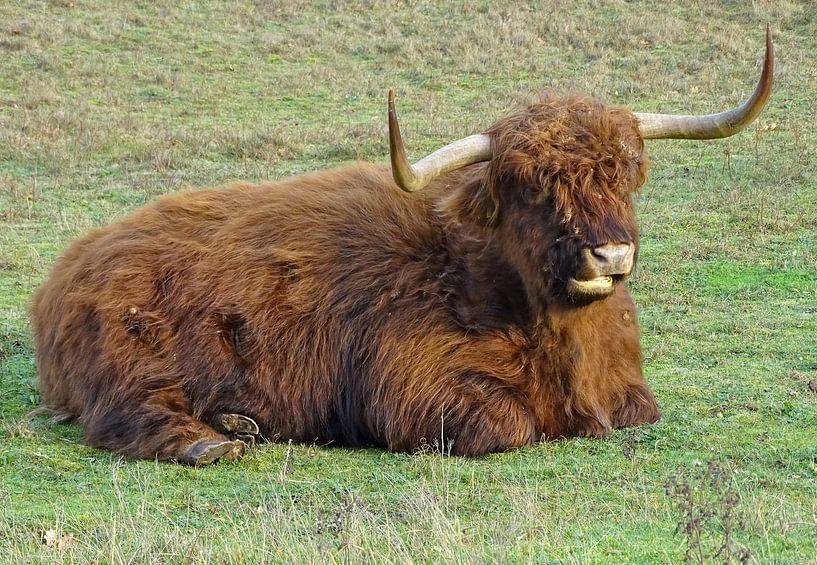 Beeindruckende Hochlander in den Dünen von Tineke Laverman