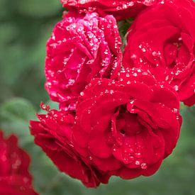 Rode rozen in de regen van Ina Hölzel