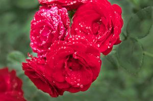 Rode rozen in de regen