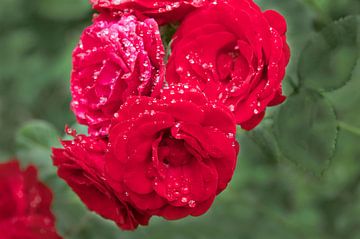 Rode rozen in de regen