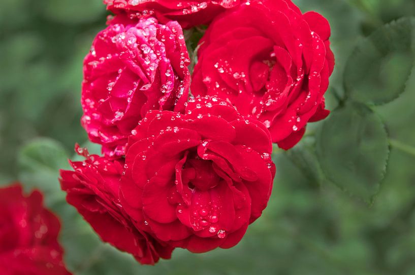 Rode rozen in de regen von Ina Hölzel
