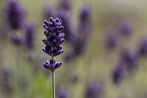 lavendel solo