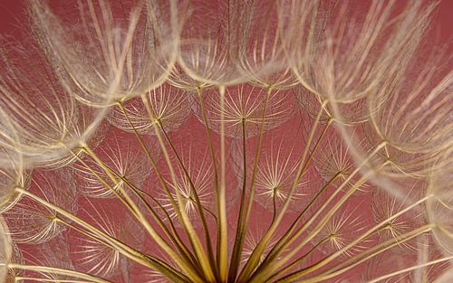 Vanuit de gouden Tragopogon