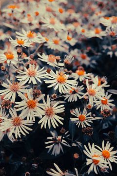 Bloem Aster Licht van Raaf