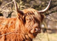 Highlander écossais