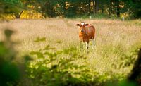 Dutch cow
