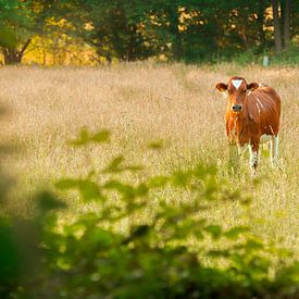 Dutch cow by Sabine Bartels