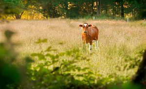 Dutch cow sur Sabine Bartels