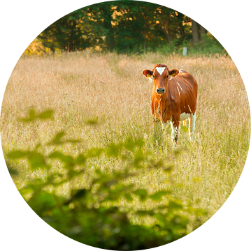 Dutch cow van Sabine Bartels
