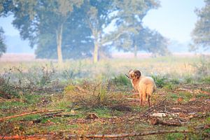 Heideschaap op Balloërveld in Drenthe