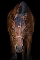 Horse with black background