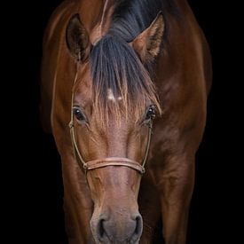 Cheval sur fond noir sur Iris van Velzen