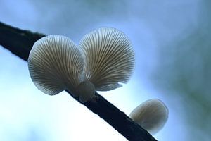 Paddenstoelen Midwolderbos blauw von Sascha van Dam