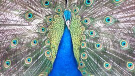 Pfau von Eveline van Oudbroekhuizen