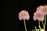 Floral art on Floralien
