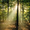 Zonnestralen in het bos bij zonsopkomst | Utrechtse Heuvelrug van Sjaak den Breeje