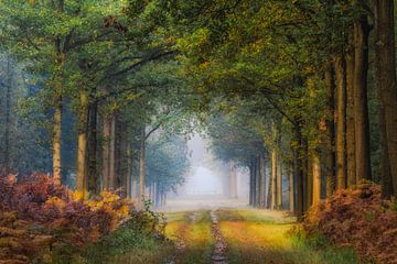 The path by Jos Erkamp