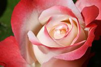 Rose Blossom