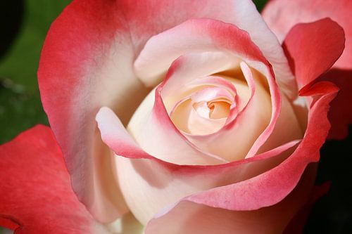 Rose Blossom