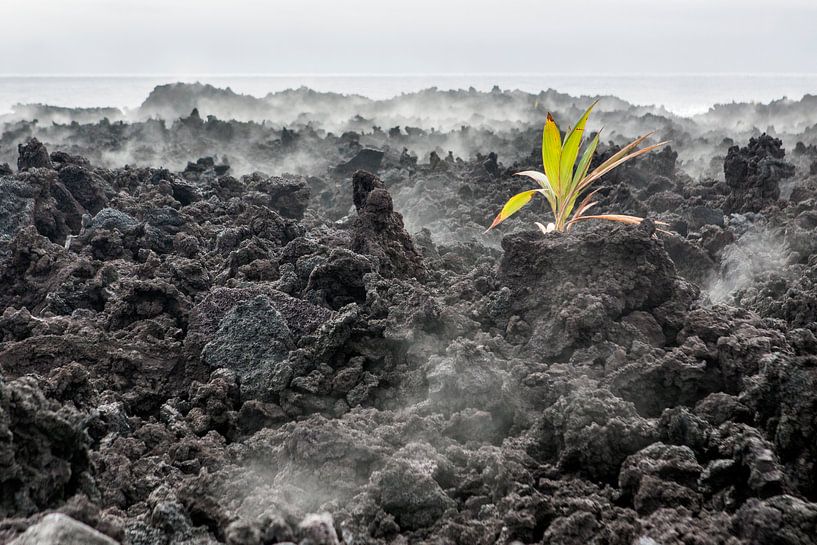 Lava Plant Hawaii van Anna Pors