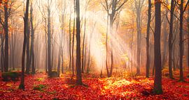 Herfstbos met zonnestralen