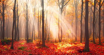 Herbstwald mit Sonnenstrahlen von Mustafa Kurnaz