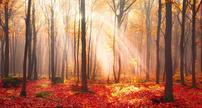 Autumn forest with rays of sunshine by Mustafa Kurnaz