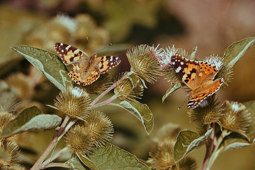 Papillons de chardon par Bastiaan Schuit
