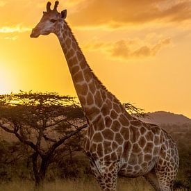 Giraffe enjoying the sunset by Kim Paffen
