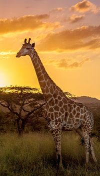 Giraffe enjoying the sunset
