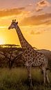Giraffe enjoying the sunset von Kim Paffen Miniaturansicht